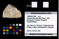 Foto (Objekt + Etikett) von Goniodromites bidentatus (Reuss, 1858)  (NHMW-GEO-1990-0041-2681)